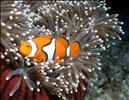White Bonnet Clownfish